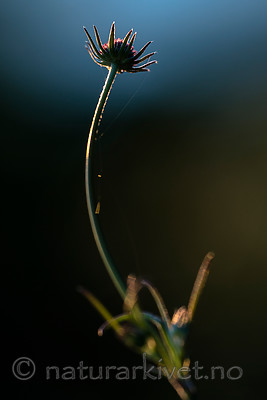 BB 15 0400 / Scabiosa columbaria / Bakkeknapp